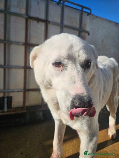 Consuelo: dolce, equilibrata, socievole Foto 7